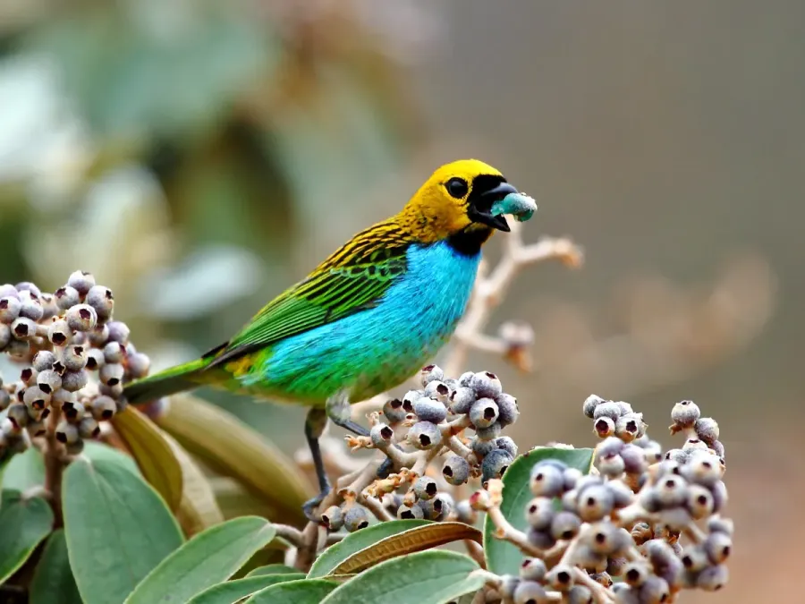 File:Tangara cyanoventris - Gilt-edged Tanager; Serra da Canastra National Park, Minas Gerais, Brazil.jpg