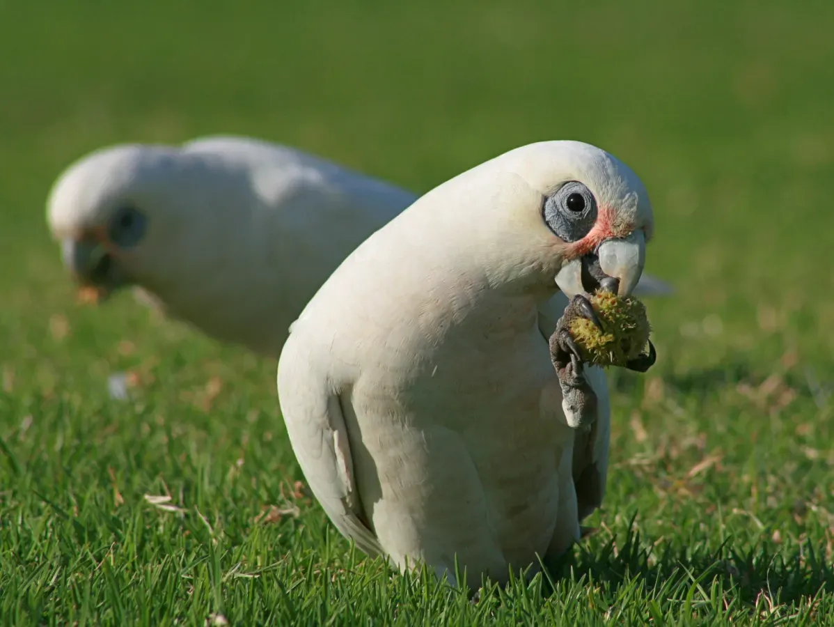 File:Cacatua sanguinea seed pod.jpg