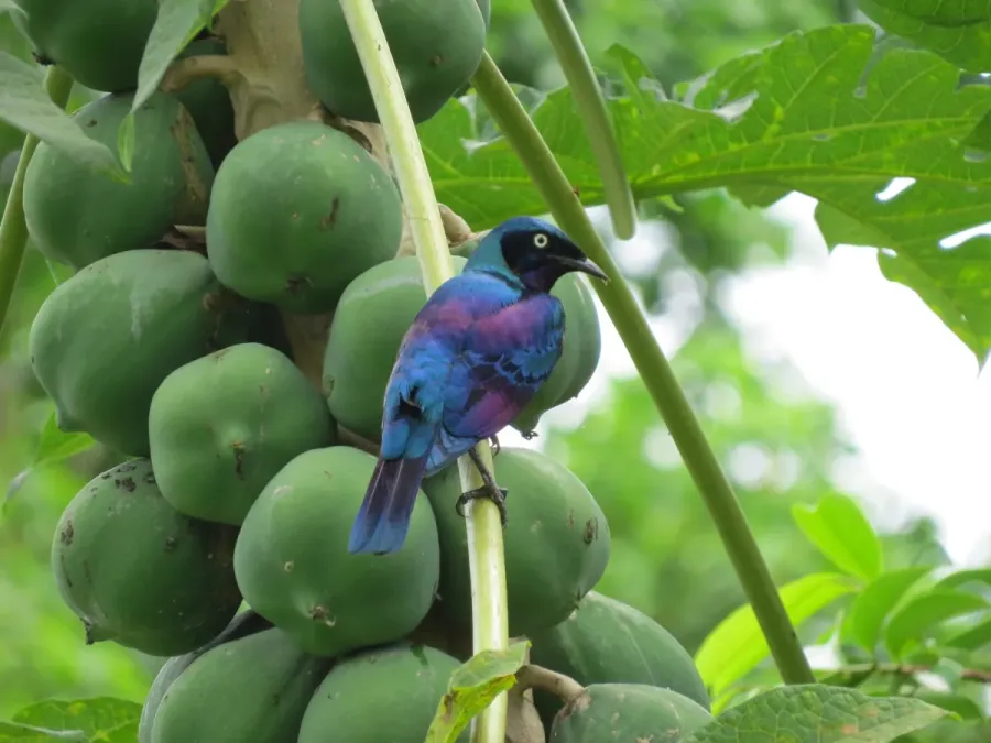 File:Lamprotornis ornatus 65408086.jpg