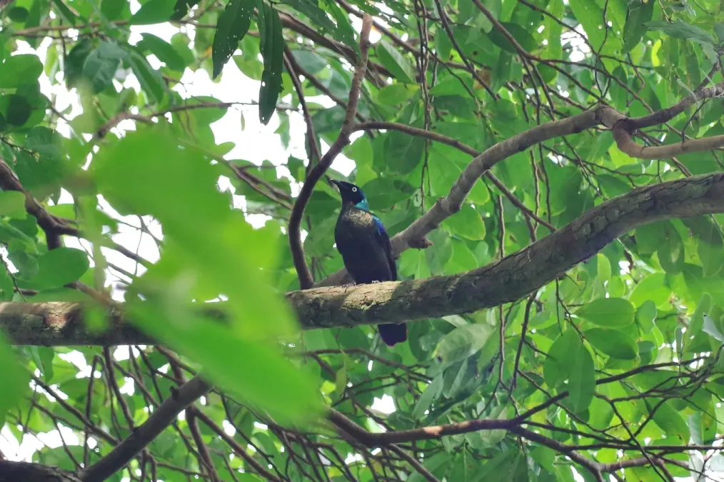 File:Lamprotornis ornatus 13070806.jpg