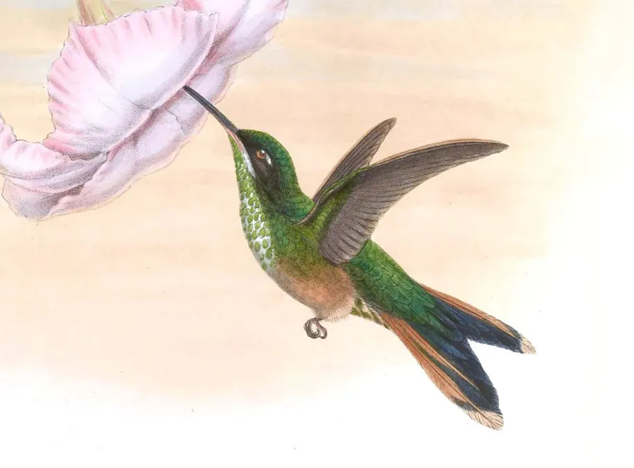 File:Hylonympha macrocerca (cropped) female.jpg
