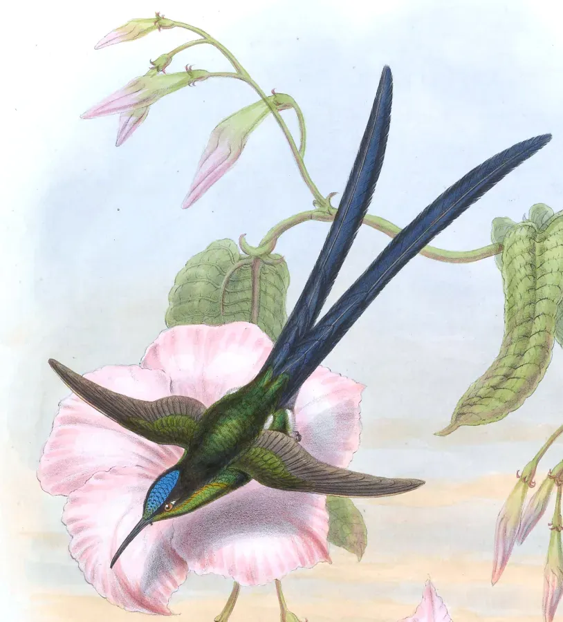 File:Hylonympha macrocerca (cropped) male.jpg