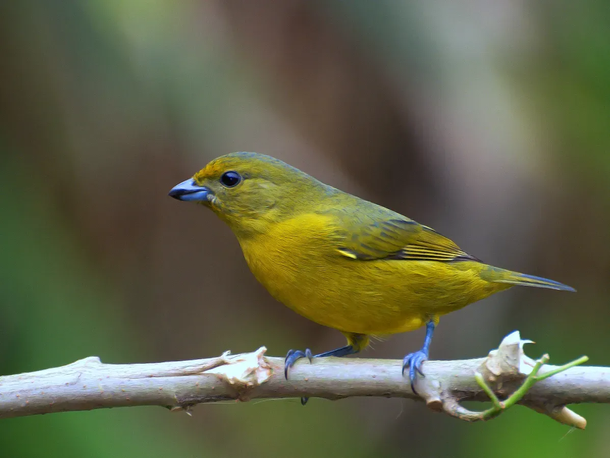 File:GATURAMO-VERDADEIRO fêmea ( Euphonia violacea ).jpg