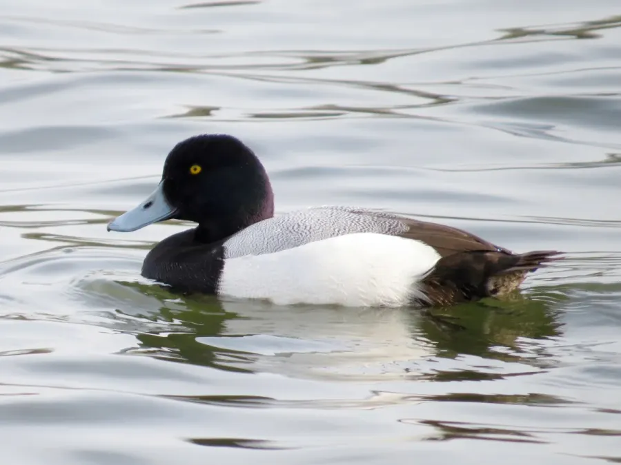 File:2017-03-24 Aythya marila, male, Killingworth Lake, Northumberland 15.jpg