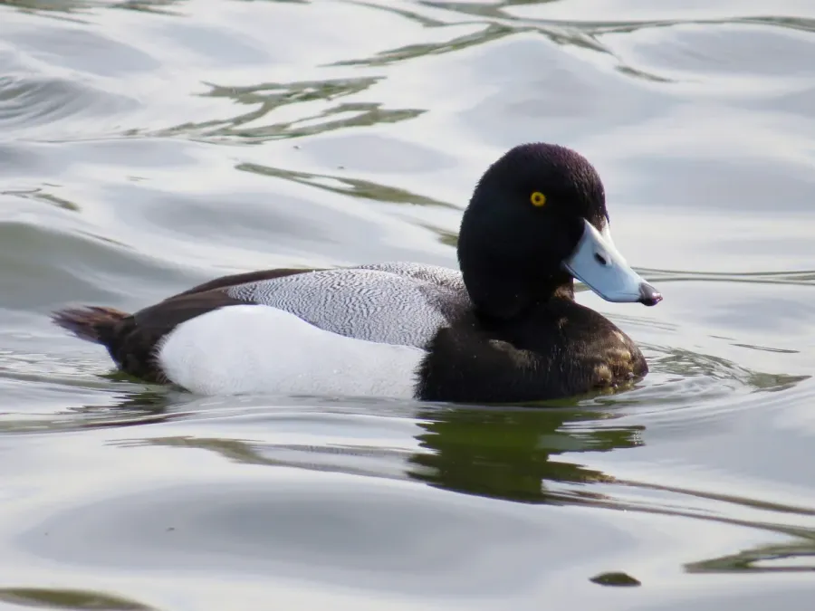 File:2017-03-24 Aythya marila, male, Killingworth Lake, Northumberland 20.jpg