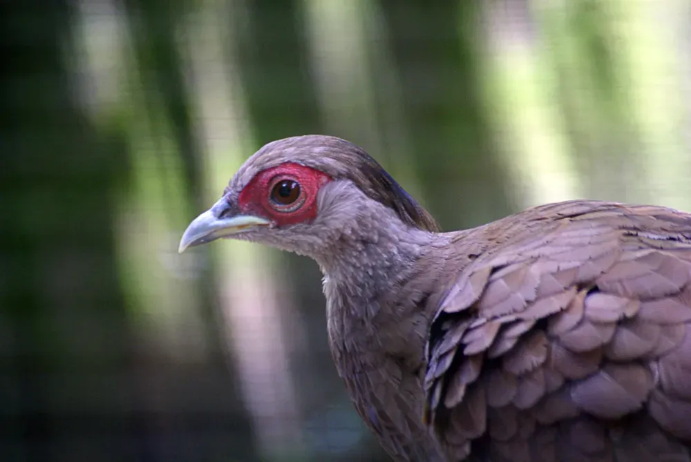 File:Silver Pheasant (Lophura nycthemera).jpg