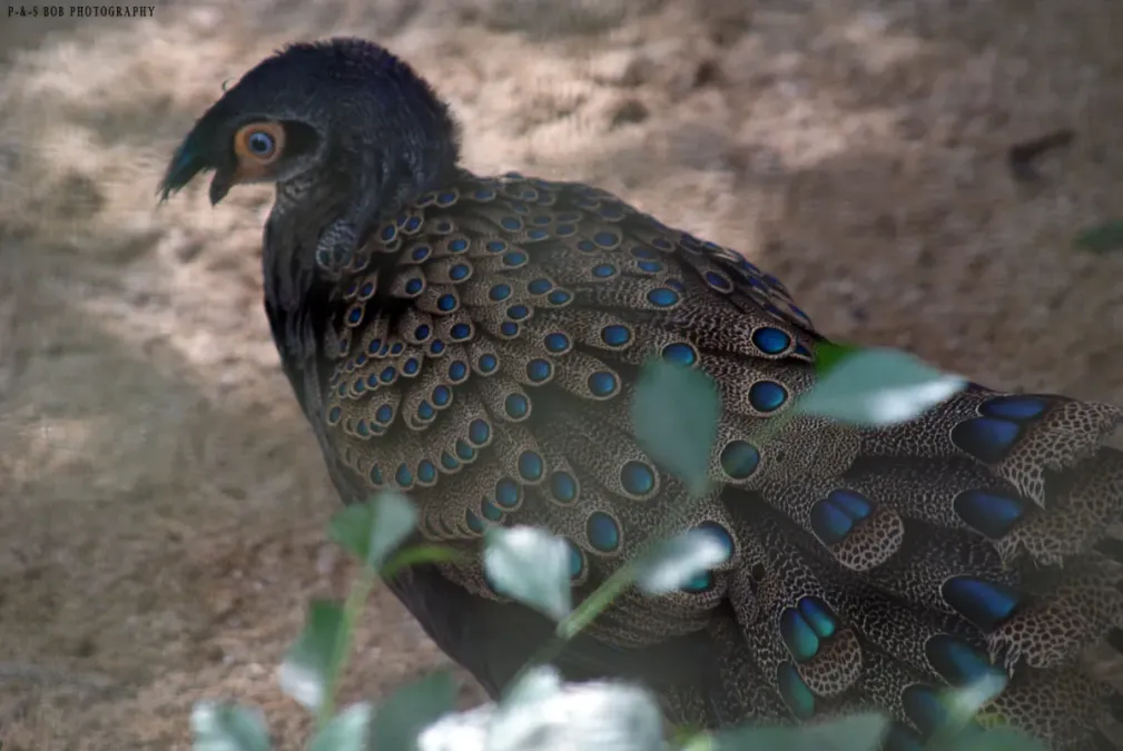 File:Malayan Peacock-pheasant (Polyplectron malacense).jpg