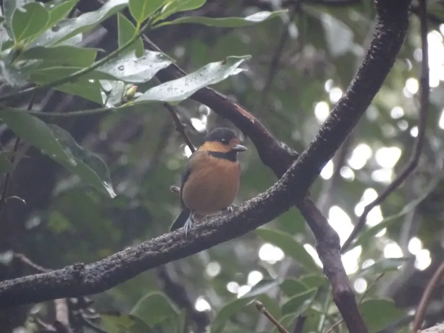 File:Sittiparus owstoni 60369541.jpg