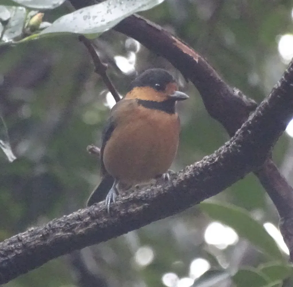 File:Sittiparus owstoni 60369541 (cropped).jpg