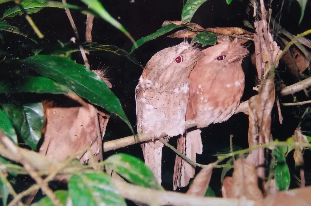 File:Sri Lankan frogmouth or Ceylon frogmouth (Batrachostomus moniliger).jpg
