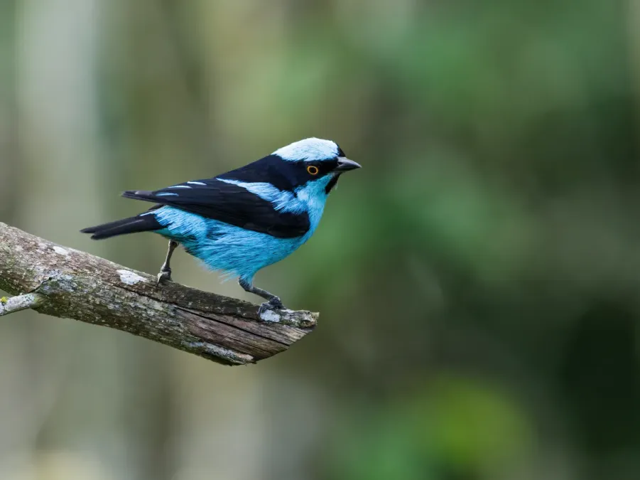 File:Dacnis hartlaubi - Turquoise Dacnis.jpg