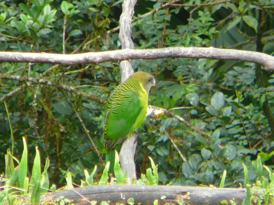 File:Psittacella brehmii -Kumul Lodge, Papua New Guinea -male-8.jpg