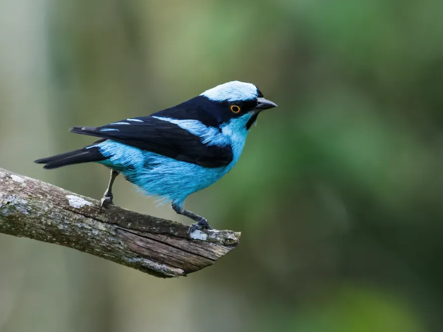 File:Dacnis hartlaubi - Turquoise Dacnis (cropped).jpg