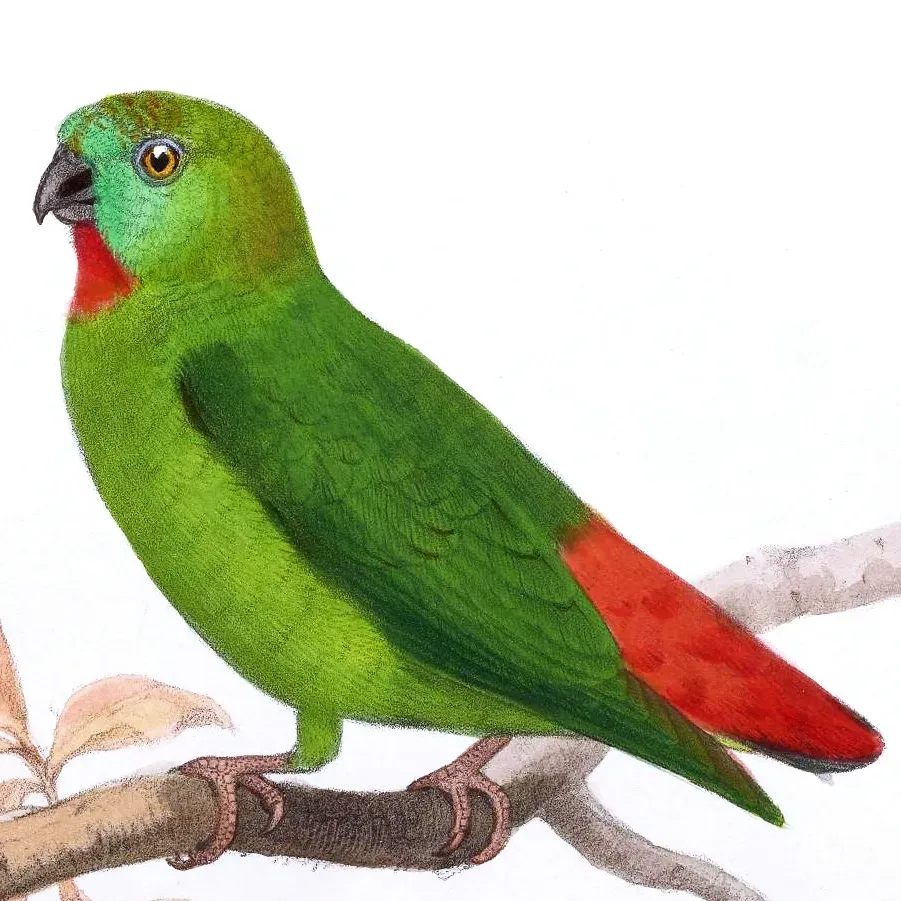 File:Loriculus aurantiifrons Smit 2.jpg
