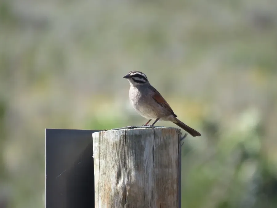 File:Emberiza capensis ssp. capensis Flipphi 1.jpg