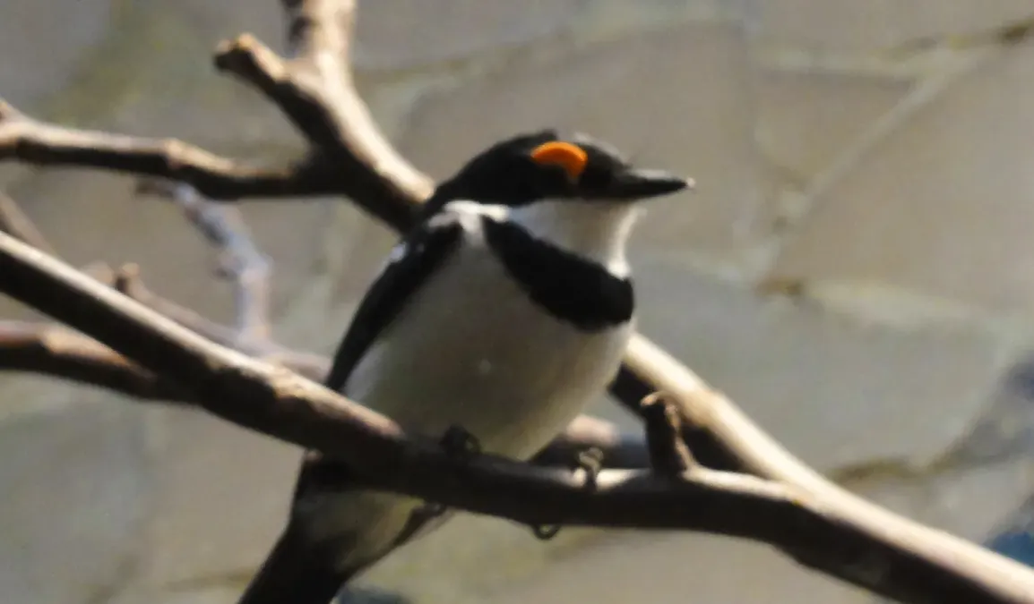 File:Platysteira cyanea - Zoo Frankfurt.jpg