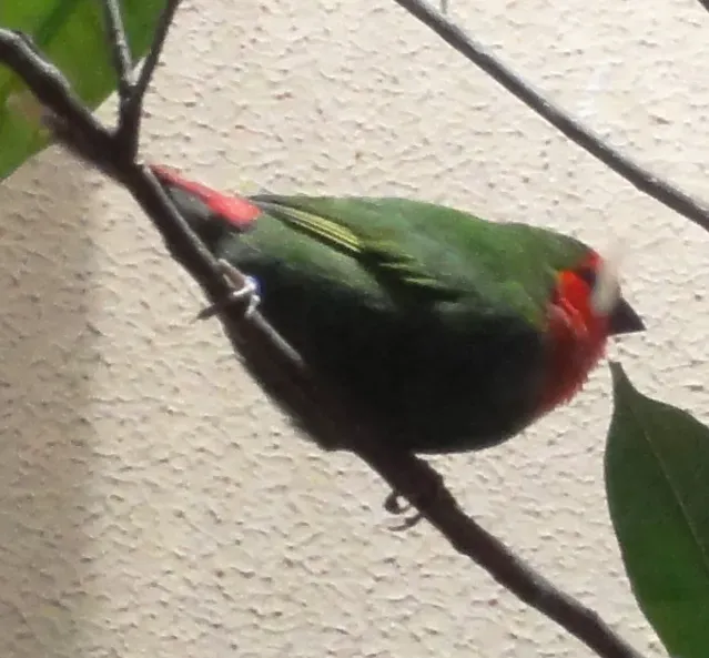 File:Erythrura psittacea - Zoo Frankfurt 1.jpg