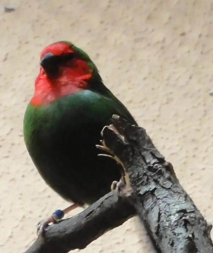 File:Erythrura psittacea - Zoo Frankfurt 2.jpg