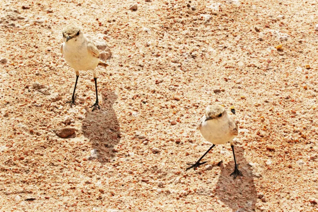 File:Namibornis herero K3.jpg
