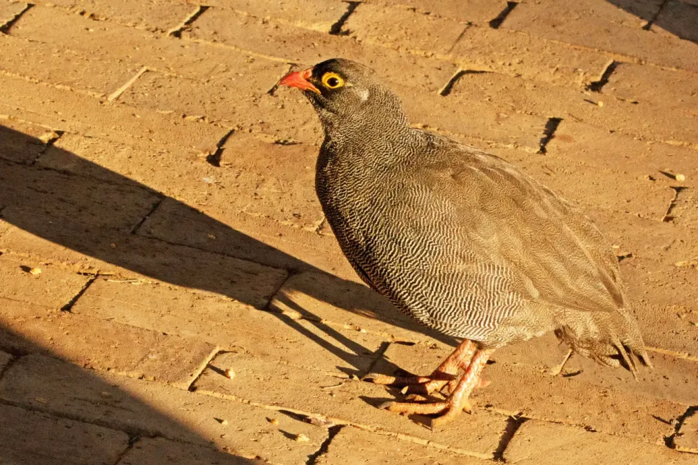 File:Pternistis adspersus K2.jpg