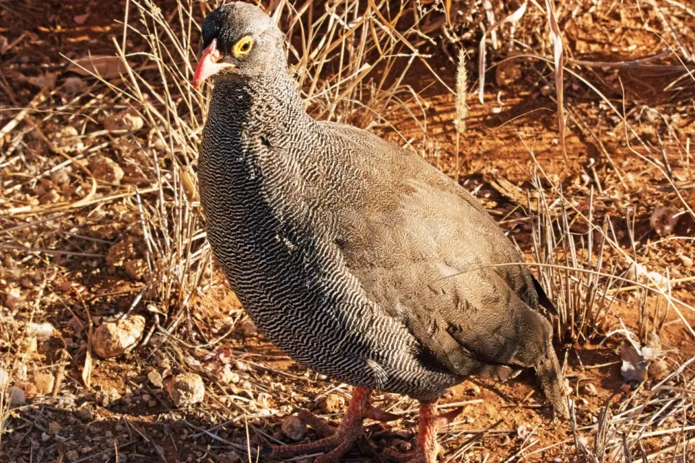 File:Pternistis adspersus K3.jpg