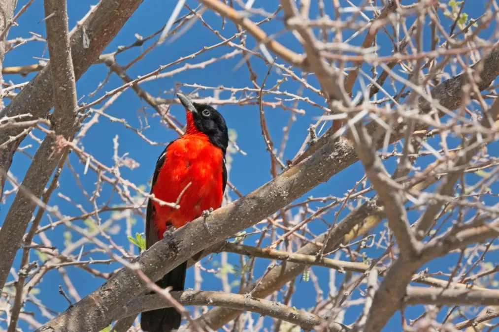File:Laniarius atrococcineus K2.jpg