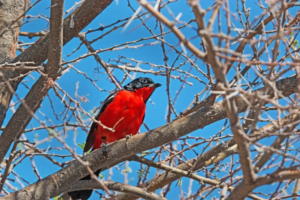 File:Laniarius atrococcineus K1.jpg