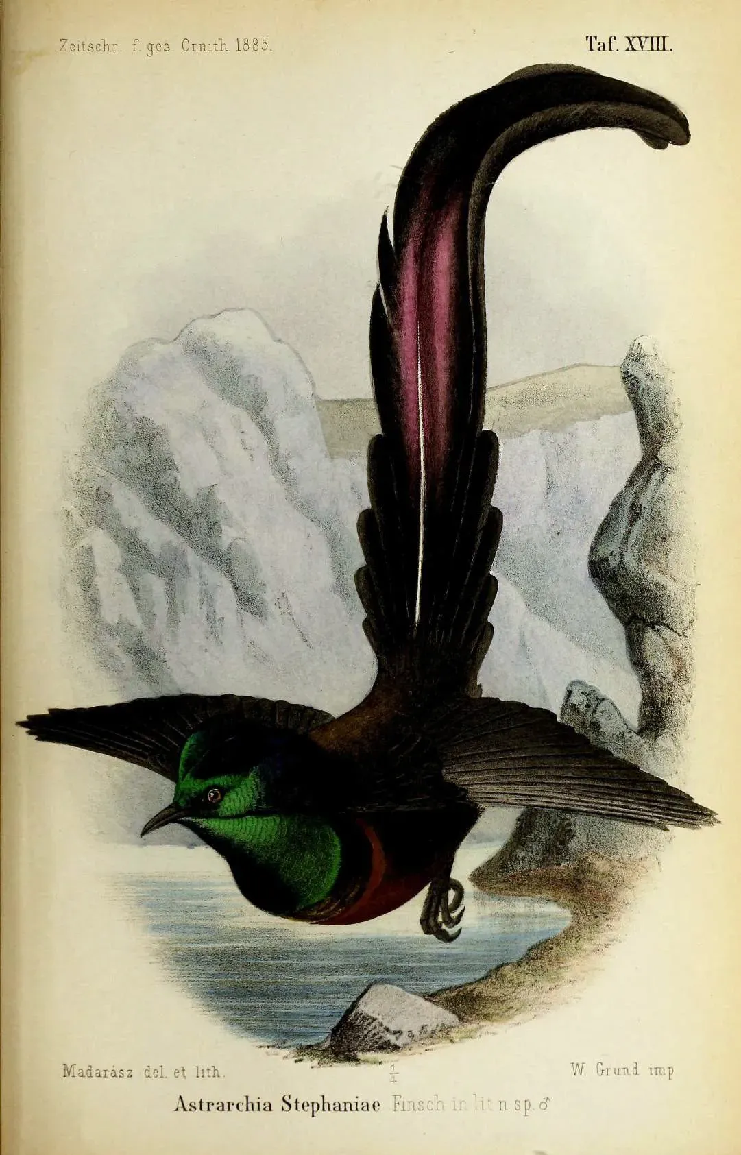 File:Astrarchia stephaniae = Astrapia stephaniae color plate XVIII 1885.jpg