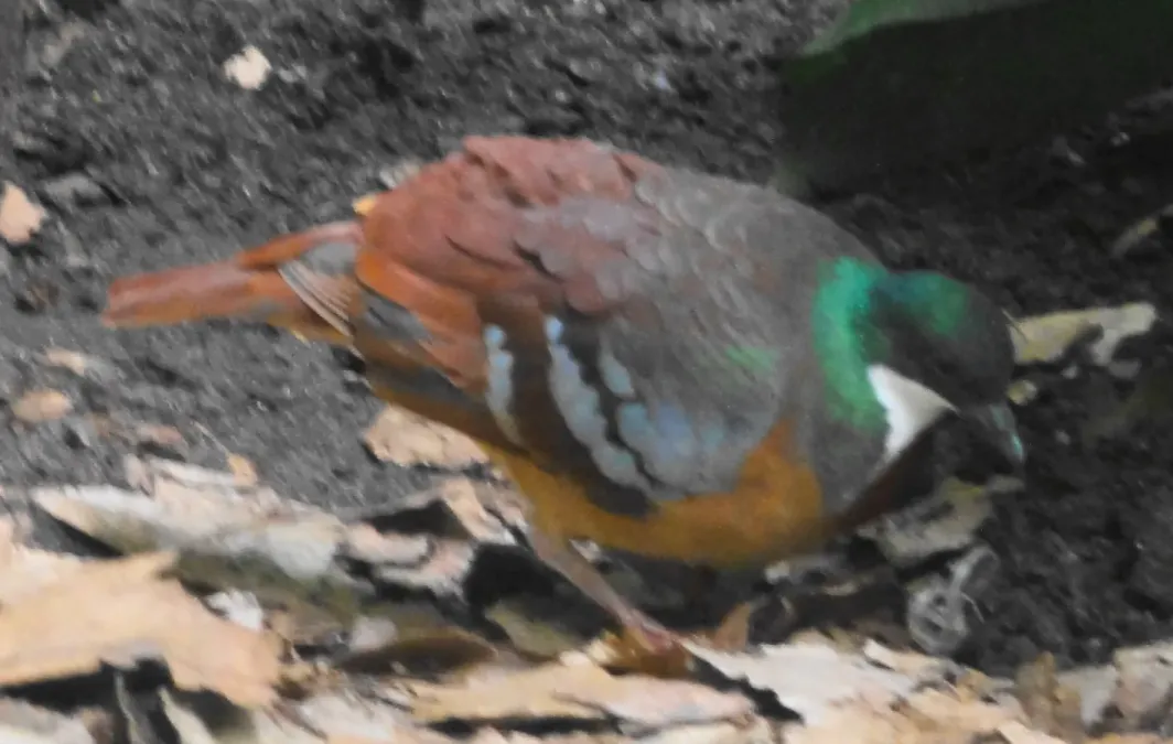 File:Gallicolumba crinigera - Zoo Frankfurt.jpg