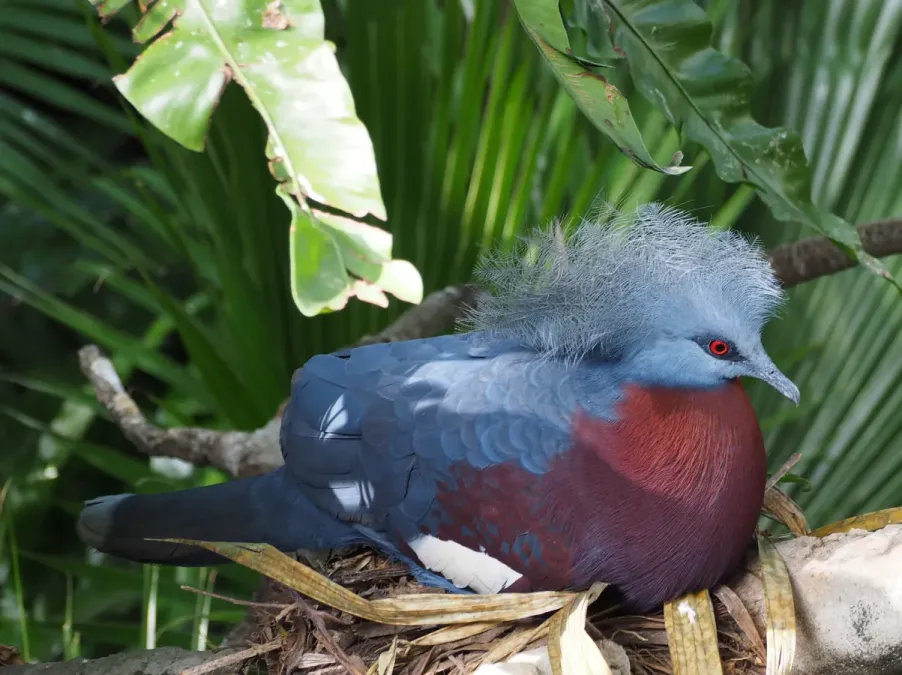 File:Goura scheepmakeri in the Edward Youde Aviary November 2016.jpg