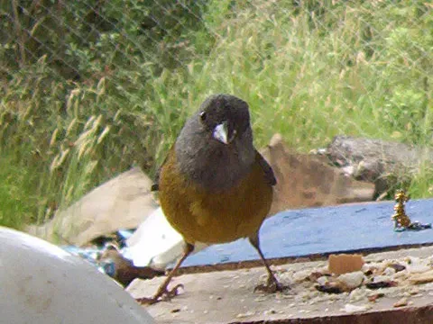 File:Phrygilus gayi.jpg
