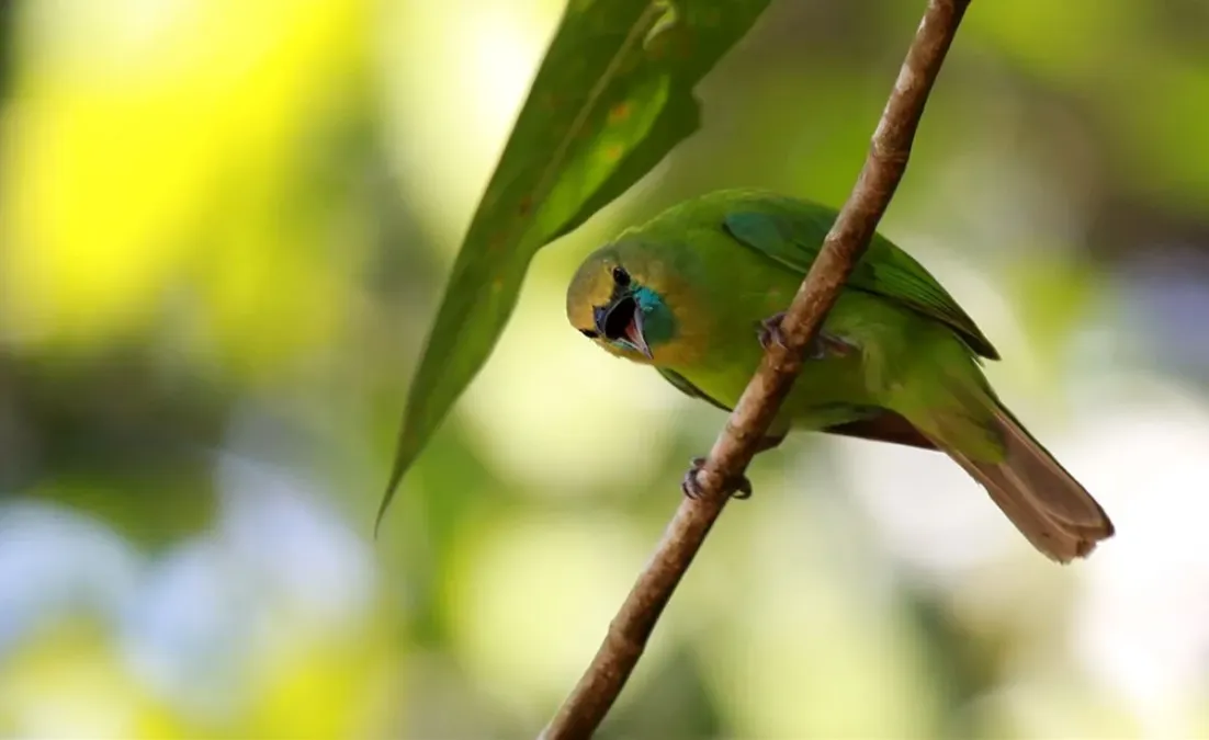 File:Chloropsis jerdoni -Bodhinagala Forest Reserve, Sri Lanka -female-8.jpg