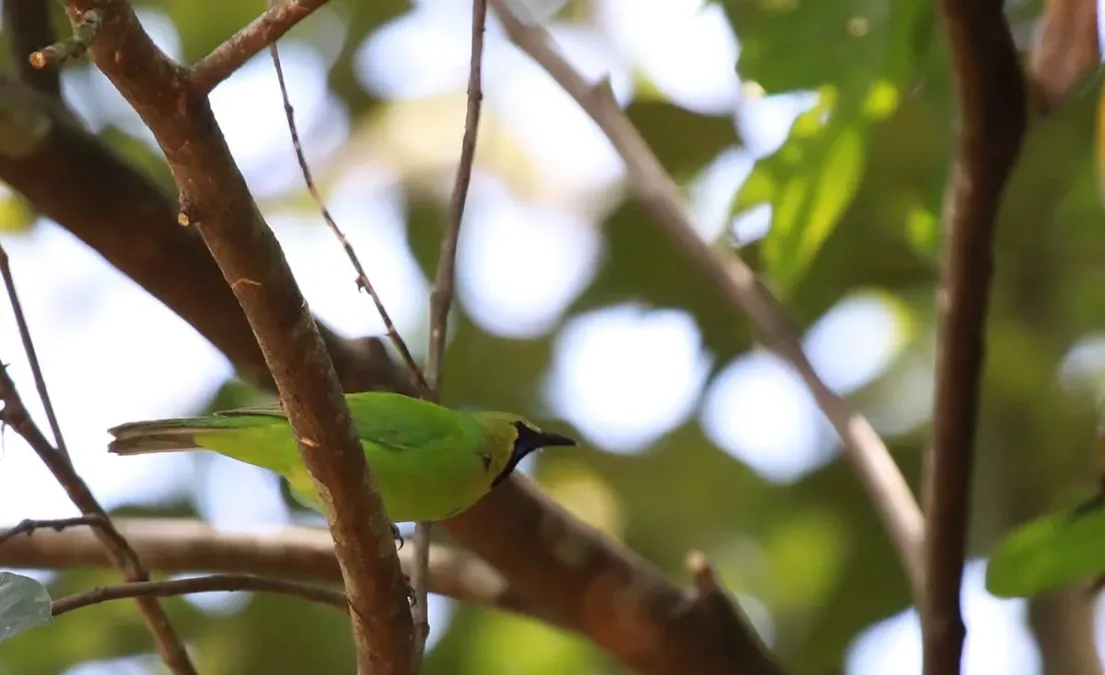 File:Chloropsis jerdoni -Bodhinagala Forest Reserve, Sri Lanka -male-8.jpg