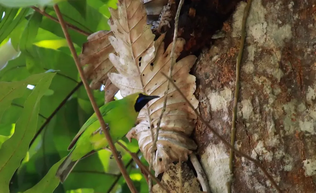 File:Chloropsis jerdoni -Bodhinagala Forest Reserve, Sri Lanka -male-8 (1).jpg