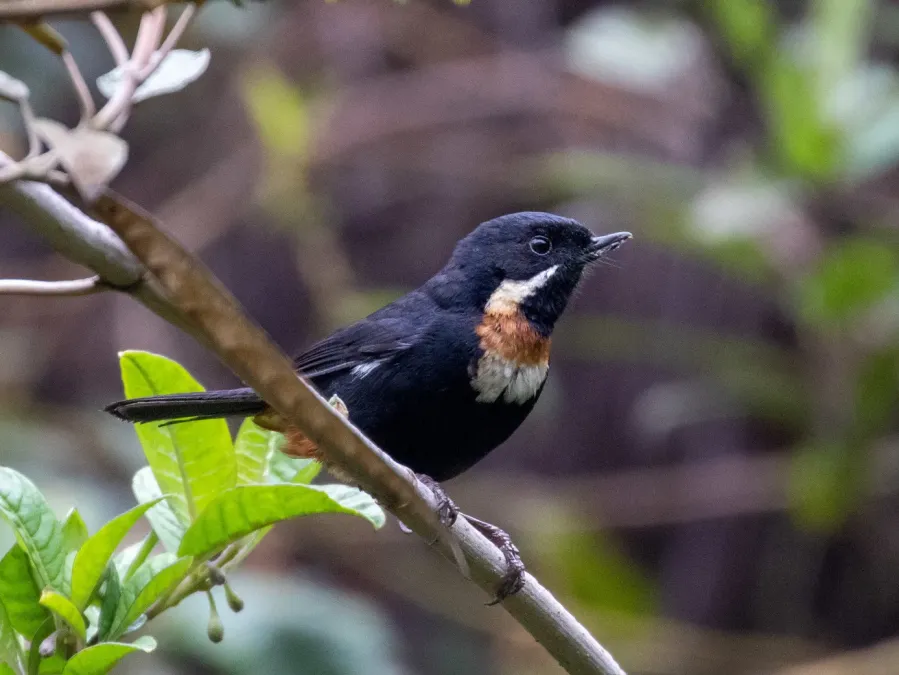 File:Diglossa mystacalis 106476394 (cropped).jpg