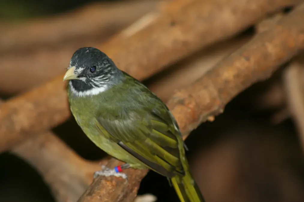 File:Spizixos semitorques -Dallas Zoo, Texas, USA-8a.jpg