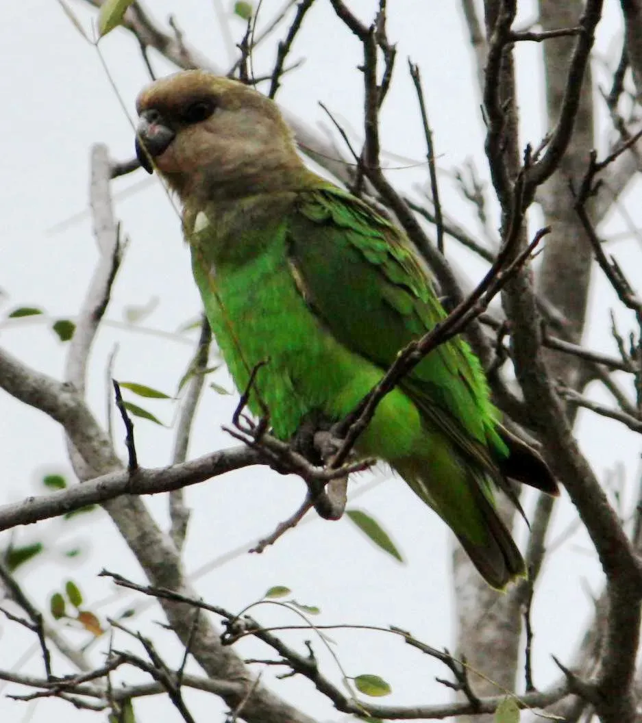 File:Poicephalus cryptoxanthus -Kruger Park, South Africa-8.jpg