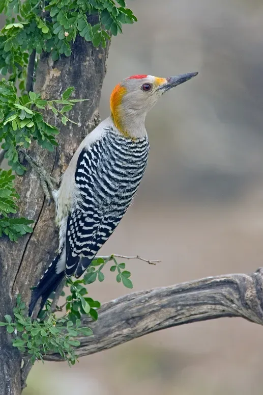 File:Melanerpes aurifrons2.jpg
