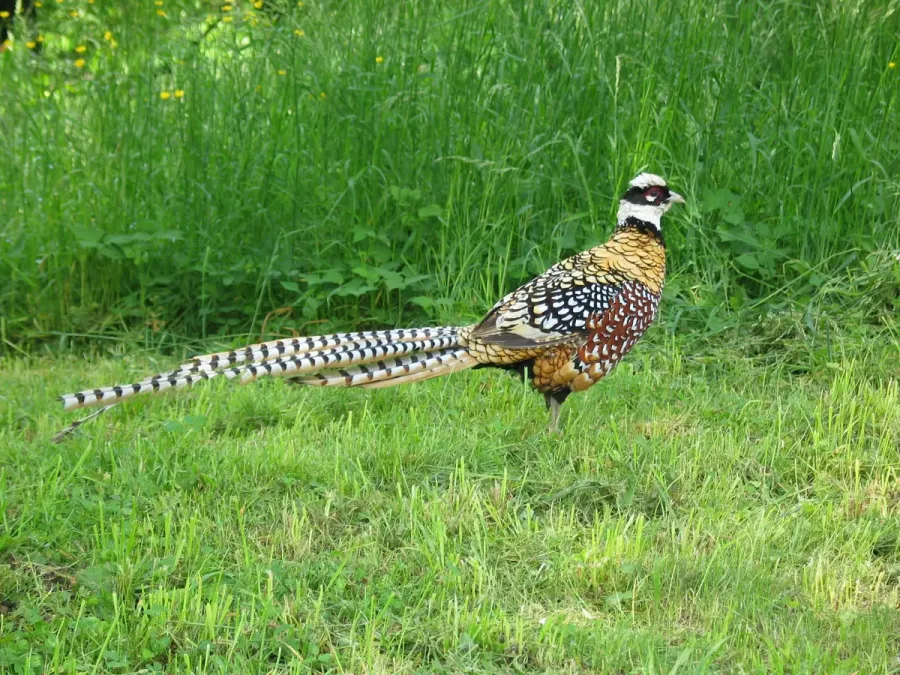 File:Königsfasan (Syrmaticus reevesii).jpg