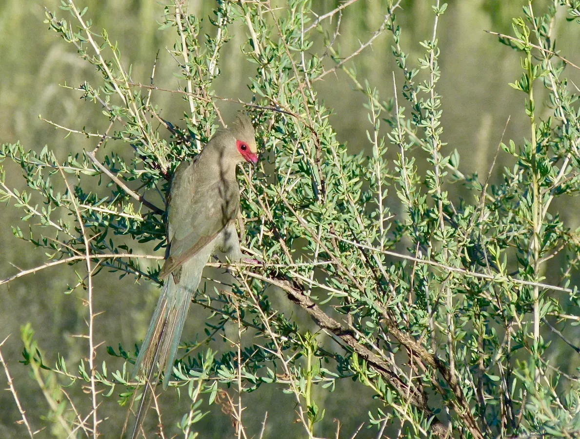 File:Red-faced Mousebird (Urocolius indicus) (51093554119).jpg