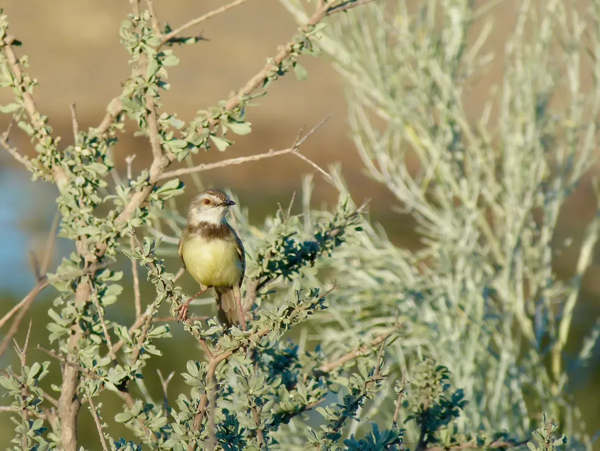 File:Black-chested Prinia (Prinia flavicans) (51094318785).jpg