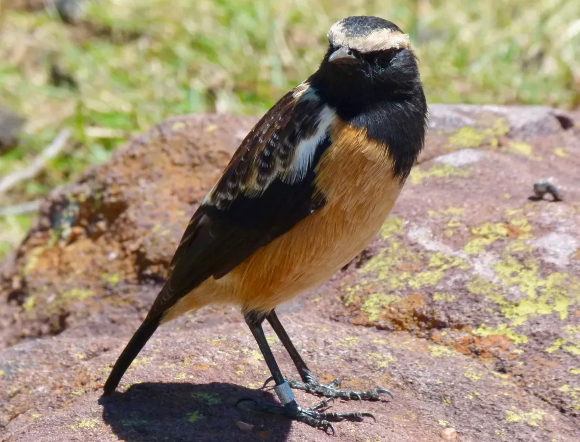 File:Buff-streaked Chat (Campicoloides bifasciatus) male ... (51102173429).jpg