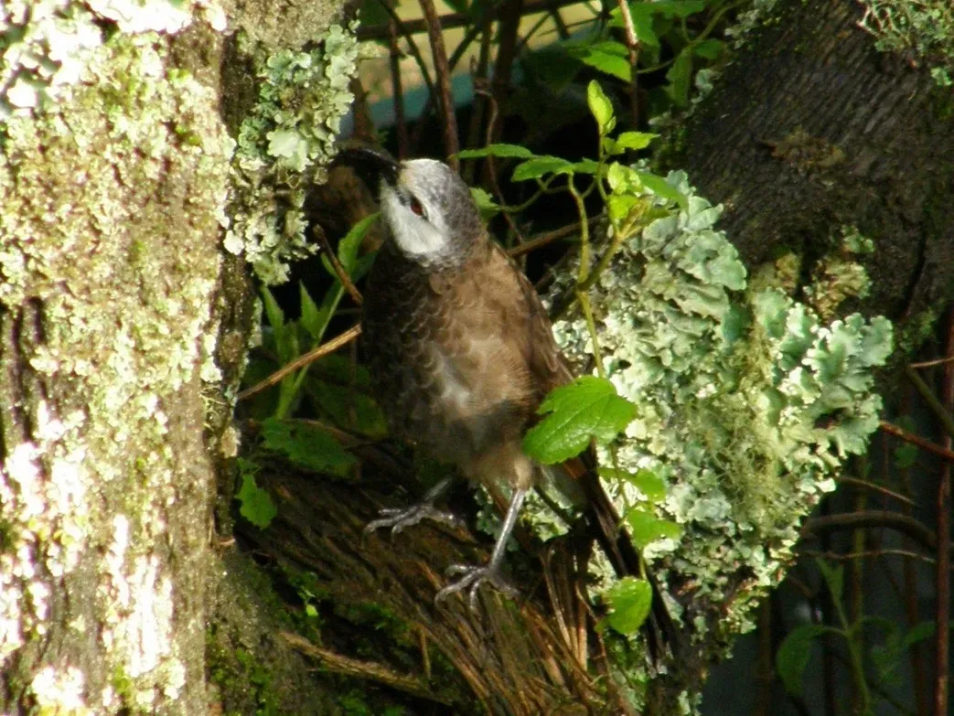File:Turdoides leucopygia.jpg