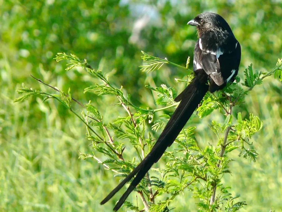 File:Magpie Shrike (Urolestes melanoleucus) (51135617464).jpg