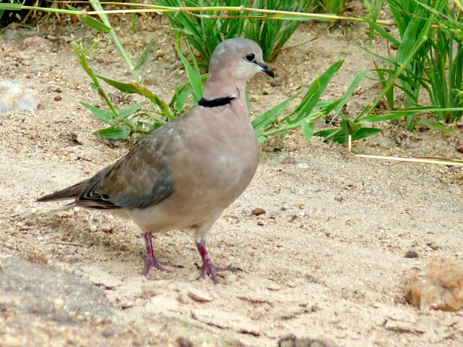 File:Ring-necked Dove (Streptopelia capicola) (51137112948).jpg