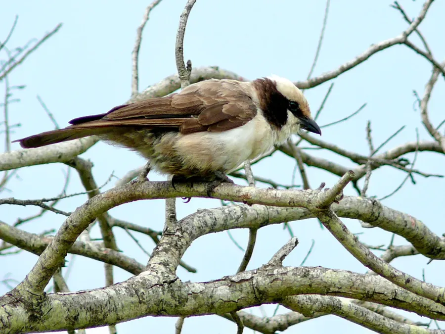 File:Southern White-crowned Shrike (Eurocephalus anguitimens) (51138010135).jpg