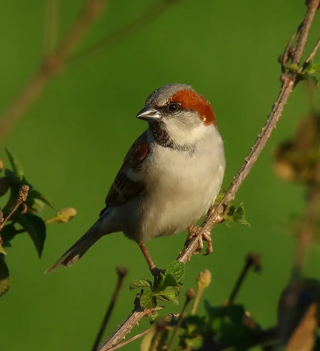 File:Sind Sparrow (Passer pyrrhonotus).jpg
