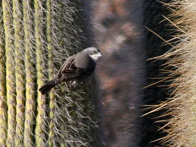 File:Common Diuca-Finch (Diuca diuca) (8077560028) (cropped).jpg