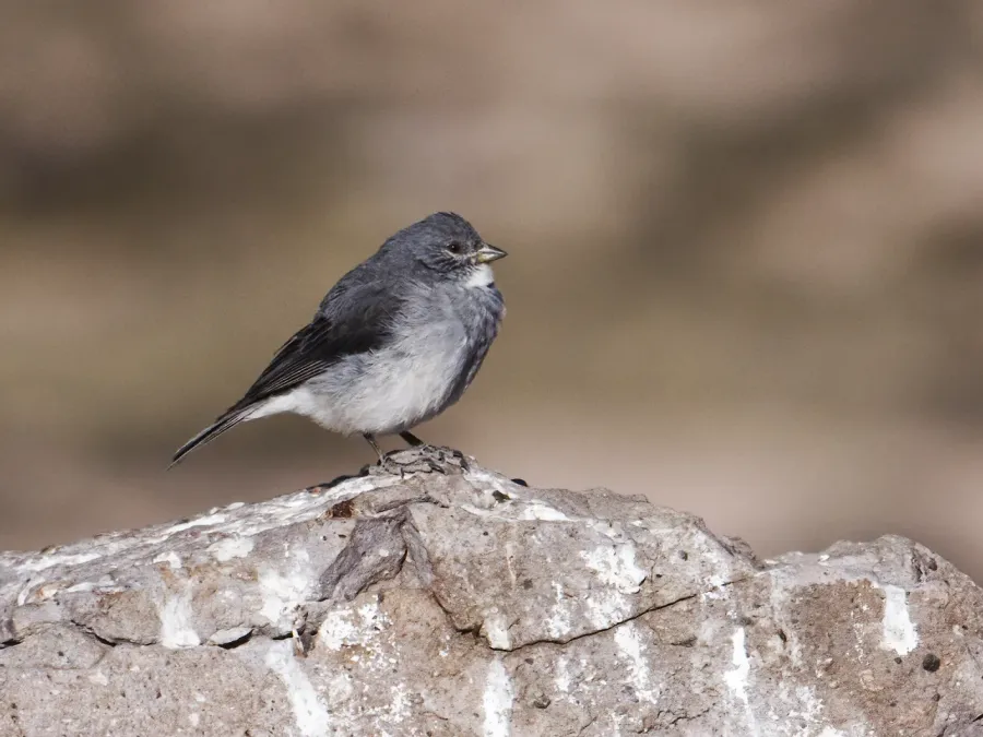 File:Idiopsar erythronotus - White-throated Sierra-Finch (cropped).jpg