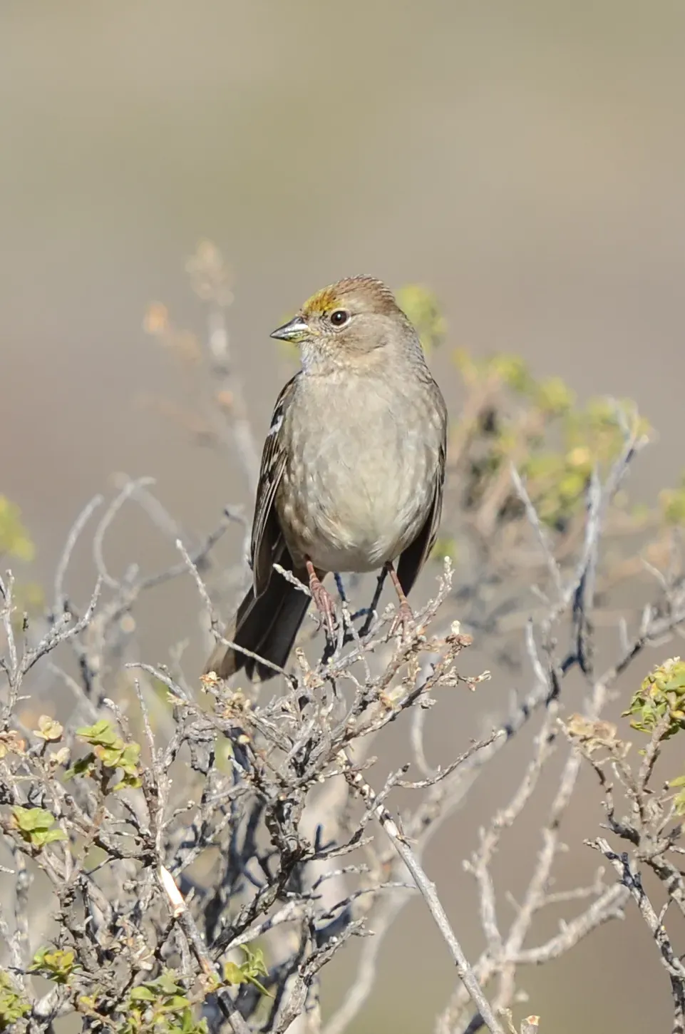 File:Golden-crowned Sparrow (Zonotrichia atricapilla) (11397573604).jpg